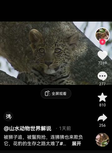 外面卖1699的国外纪录片解说(动物解说、美食、动画片)稳过中视频-追梦分享我爱副业网福缘论坛网赚网中创网创业网